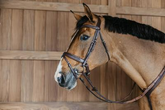 Dy'on New English Collection Plaited Flash Noseband Bridle with Pull back